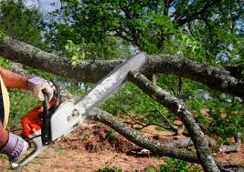 Trusted San Castle, FL Tree Care  Experts