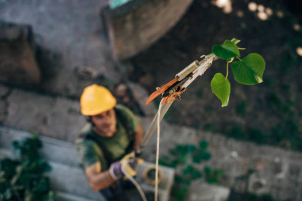 How Our Tree Care Process Works  in  San Castle, FL